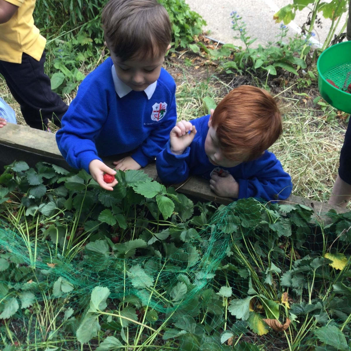 st-george-s-ce-primary-school-summer-strawberries-and-so-much-more